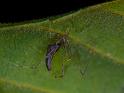 Argyrodes_ZZ265_D6421_Z_88_Brisbane_Australie