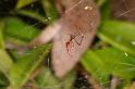 Argyrodes_ZZ391_D5444_Z_90_Yungaburra_Australie