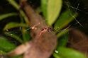 Argyrodes_ZZ391_D5446_Z_88_Yungaburra_Australie