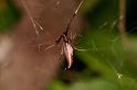 Argyrodes_ZZ391_D5448_Z_87_Yungaburra_Australie