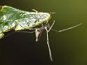 Argyrodes_ZZ542_D6796_Z_82_Brisbane_Australie