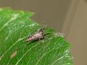Argyrodes_ZZ583_D6910_Z_89_Brisbane_Australie