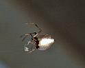 Argyrodes_antipodianus_F0531_Z_78_Oakey-Roma_Australie