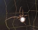Argyrodes_antipodianus_F0600_Z_78_Emerald-Clermont_Australie