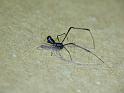 Argyrodes_rainbowi_D6241_Z_84_Brisbane_Australie