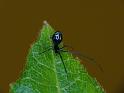 Argyrodes_rainbowi_D6246_Z_84_Brisbane_Australie