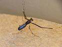Argyrodes_rainbowi_D6560_O_87_Brisbane_Australie