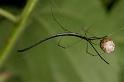 Ariamnes_colubrinus_D2744_Z_81_-_Australie