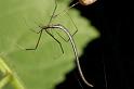 Ariamnes_colubrinus_D2745_Z_81_-_Australie