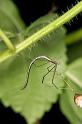 Ariamnes_colubrinus_D2746_Z_83_-_Australie