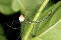 Ariamnes_colubrinus_D2747_Z_82_-_Australie