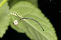 Ariamnes_colubrinus_D2748_Z_83_-_Australie