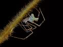 Chrysso_pulcherrima_D6367_Z_88_Brisbane_Australie
