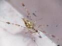 Chrysso_pulcherrima_D6716_Z_82_Brisbane_Australie