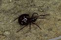Crustulina_guttata_P0854_O_85_Soube_Frankrijk