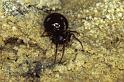 Crustulina_guttata_P0856_O_78_Soube_Frankrijk
