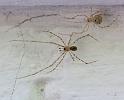 Cryptachaea_gigantipes_D8166_Z_86_Sydney_Australie