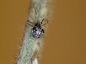 Cryptachaea_veruculata_D6951_Z_88_Brisbane_Australie