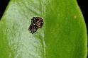 Cyclosa_ZZ631_D4156_Z_82_Nudgee_Australie