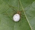 Enoplognatha_ovata_D3078_Z_82_Ooij_Nederland