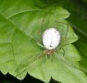 Enoplognatha_ovata_D3079_Z_85_Ooij_Nederland