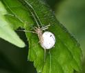 Enoplognatha_ovata_D3080_Z_80_Ooij_Nederland