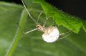 Enoplognatha_ovata_D3081_Z_80_Ooij_Nederland