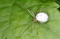 Enoplognatha_ovata_D3082_Z_80_Ooij_Nederland