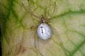 Enoplognatha_ovata_D3083_Z_85_Ooij_Nederland