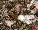 Enoplognatha_ovata_D3806_Z_88_Badhoevedorp_Nederland