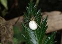 Enoplognatha_ovata_D3808_Z_89_Badhoevedorp_Nederland