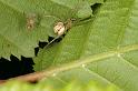Enoplognatha_ovata_D4811_Z_85_-_Frankrijk