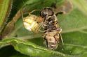 Enoplognatha_ovata_D5832_Z_90_Badhoevedorp_Nederland