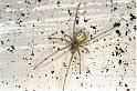 Enoplognatha_ovata_F0099_Z_85_Badhoevedorp_Nederland