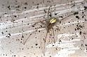 Enoplognatha_ovata_F0100_Z_85_Badhoevedorp_Nederland