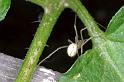 Enoplognatha_ovata_F0101_Z_78_Badhoevedorp_Nederland