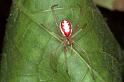 Enoplognatha_ovata_F0264_Z_90_Bennebroek_Nederland