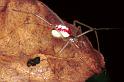 Enoplognatha_ovata_F0265_Z_87_Bennebroek_Nederland