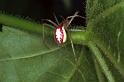 Enoplognatha_ovata_F0266_Z_75_Bennebroek_Nederland