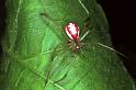 Enoplognatha_ovata_F0267_Z_90_Bennebroek_Nederland
