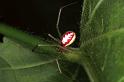 Enoplognatha_ovata_F0270_Z_75_Bennebroek_Nederland