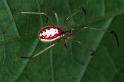 Enoplognatha_ovata_F0271_Z_82_Bennebroek_Nederland
