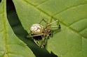 Enoplognatha_ovata_P0029_Z_90_-_Frankrijk