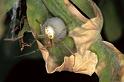 Enoplognatha_ovata_P0131_Z_85_Veenendaal_Nederland
