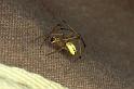 Enoplognatha_ovata_P0159_Z_75_Sixt-Fer-a-Cheval_Frankrijk