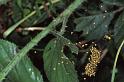 Enoplognatha_ovata_P0629_Z_90_-_Frankrijk