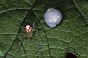 Enoplognatha_ovata_P1023_Z_87_Badhoevedorp_Nederland