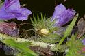 Enoplognatha_ovata_RF0578_Z_82_Daintree-Giru_Australie