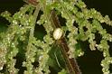 Enoplognatha_ovata_RF0580_Z_80_Daintree-Giru_Australie