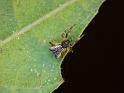 Episinus_ZZ272_D6424_D_89_Brisbane_Australie